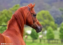 马鲁迪斯客场告捷,净胜对手 马鲁迪斯客场告捷,净胜对手
